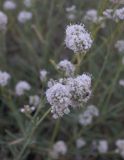 Gypsophila capitata. Соцветия. Дагестан, окр. г. Махачкала, бархан Сарыкум. 14.09.2012.