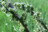 Urtica cannabina. Часть соцветия. Иркутск, пустырь. 04.07.2012.