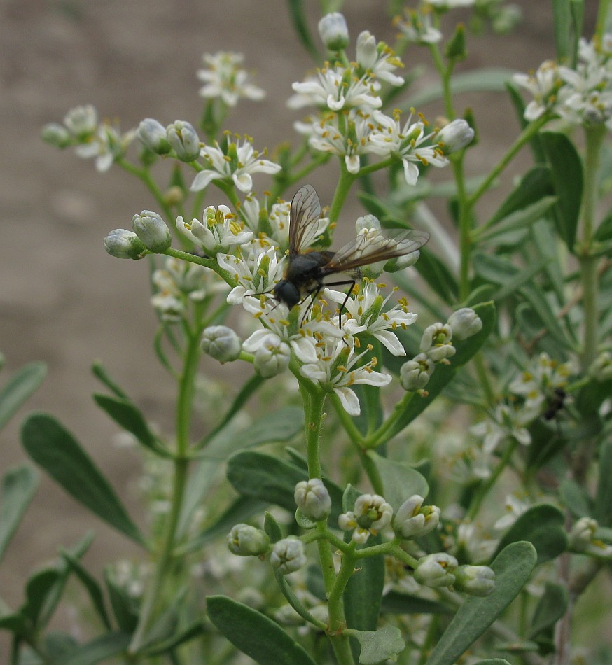 Image of Nitraria schoberi specimen.