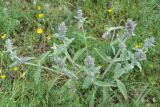 genus Stachys