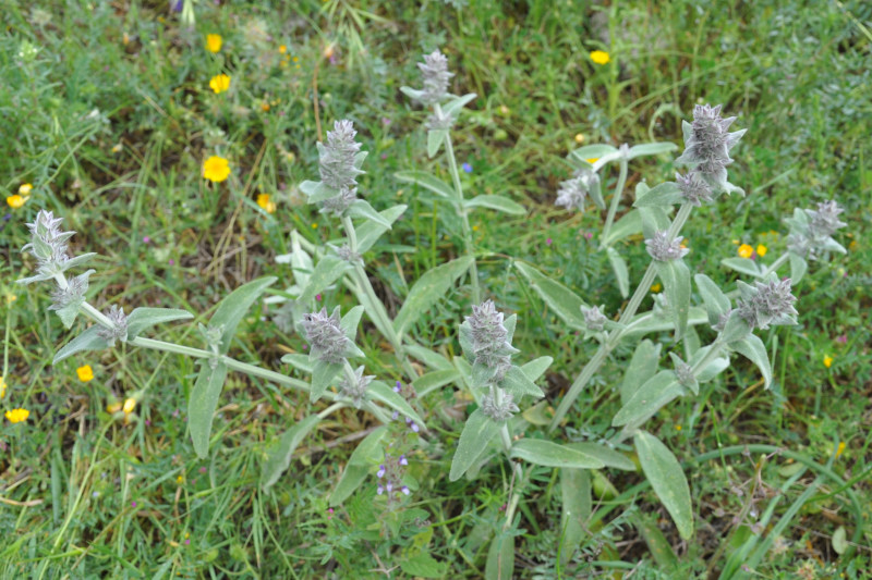 Изображение особи род Stachys.