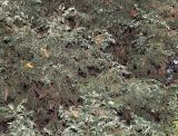 Chamaecyparis lawsoniana. Нижняя часть кроны взрослого дерева ('Variegata'). Германия, г. Кемпен, в частном саду. 16.11.2012.
