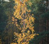 Betula pendula