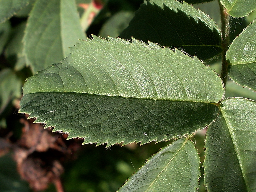 Image of Rosa balsamica specimen.