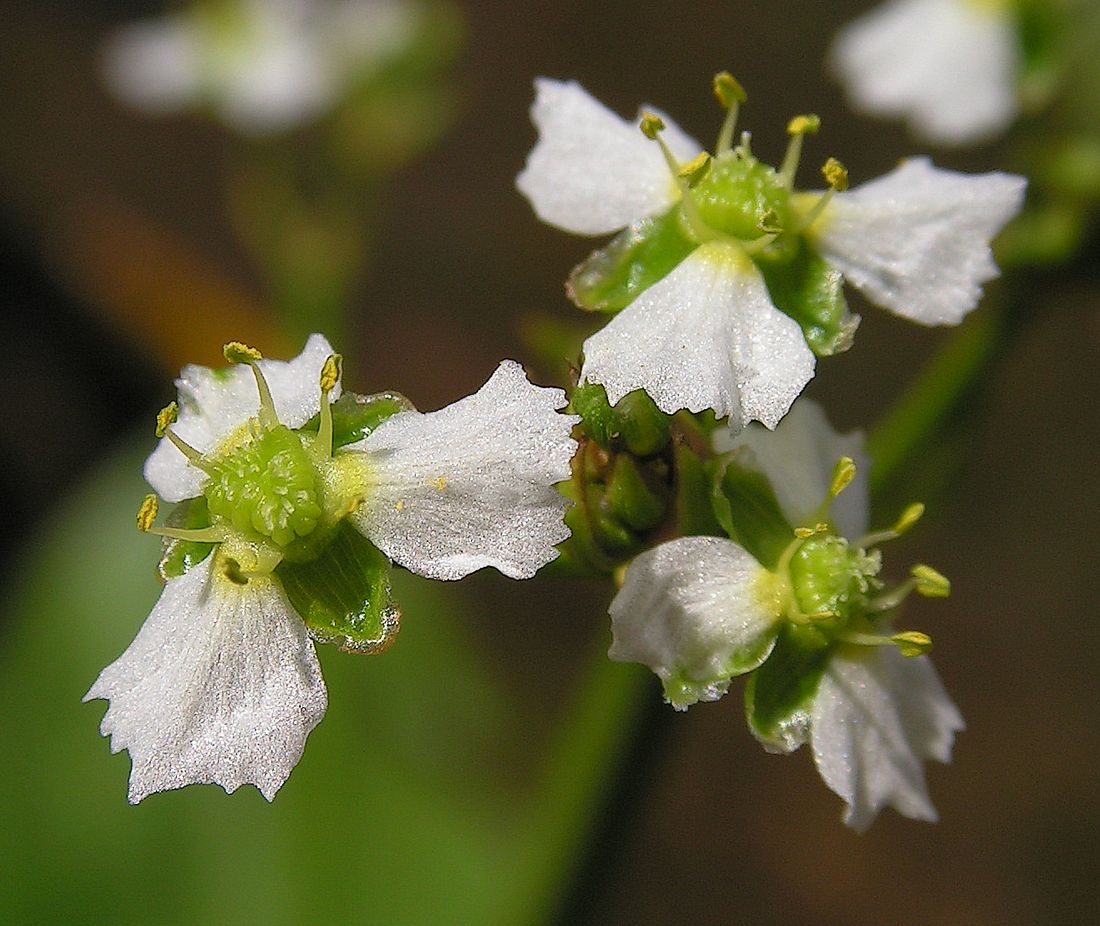 Image of Alisma orientale specimen.