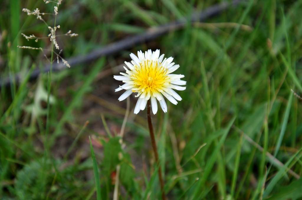 Изображение особи Taraxacum leucanthum.