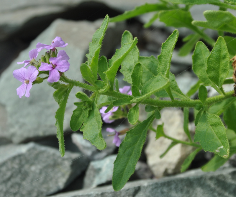 Изображение особи Dontostemon hispidus.