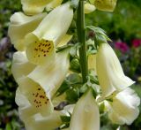 Digitalis purpurea