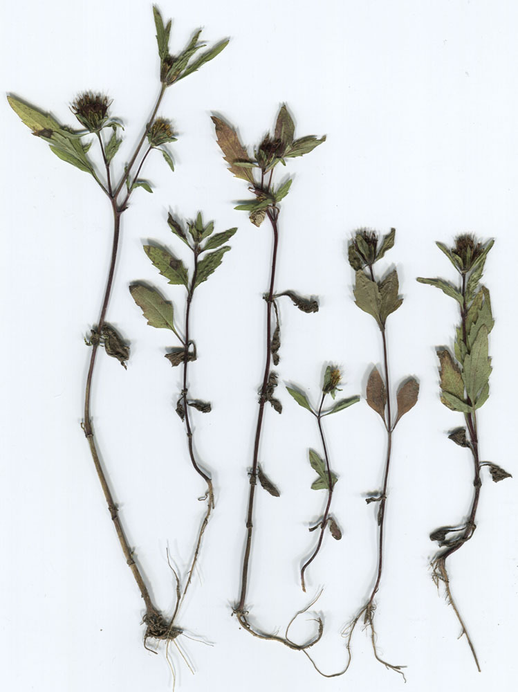 Image of Bidens &times; garumnae specimen.