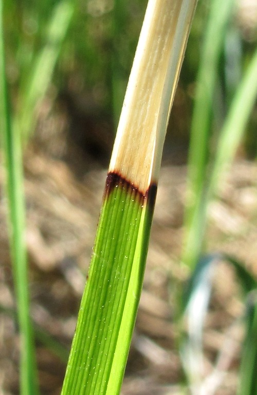 Image of Eriophorum angustifolium specimen.