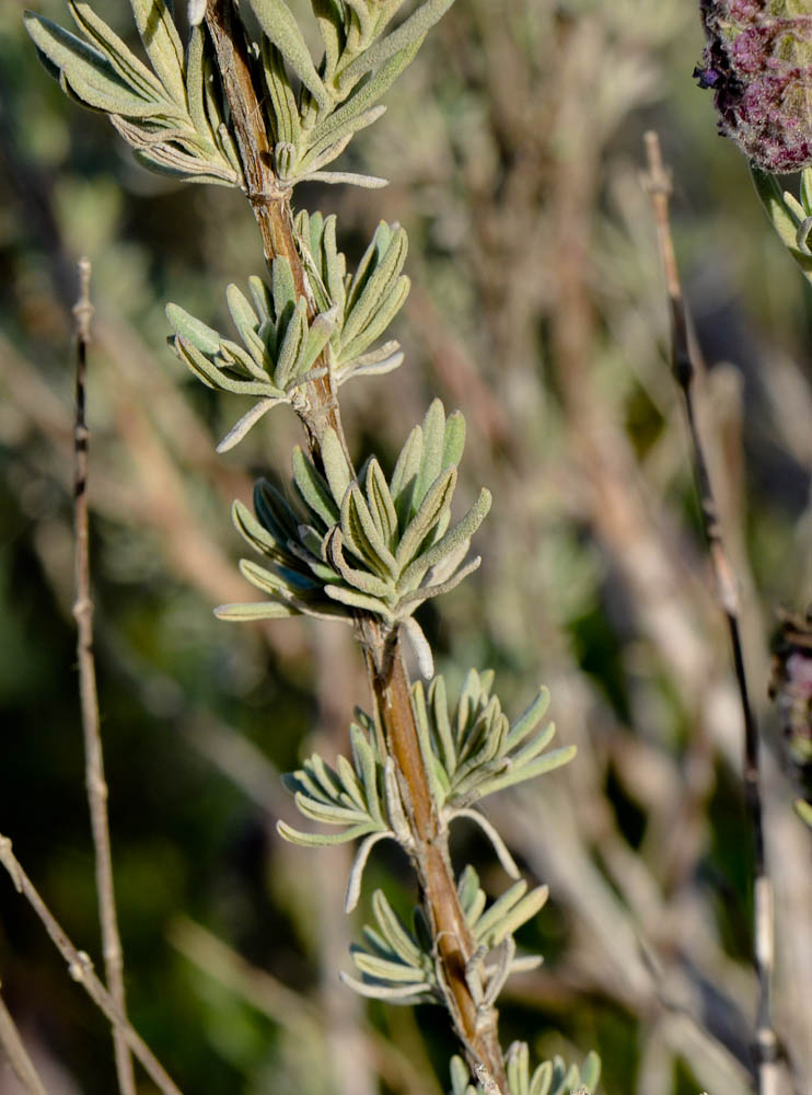 Image of Lavandula stoechas specimen.