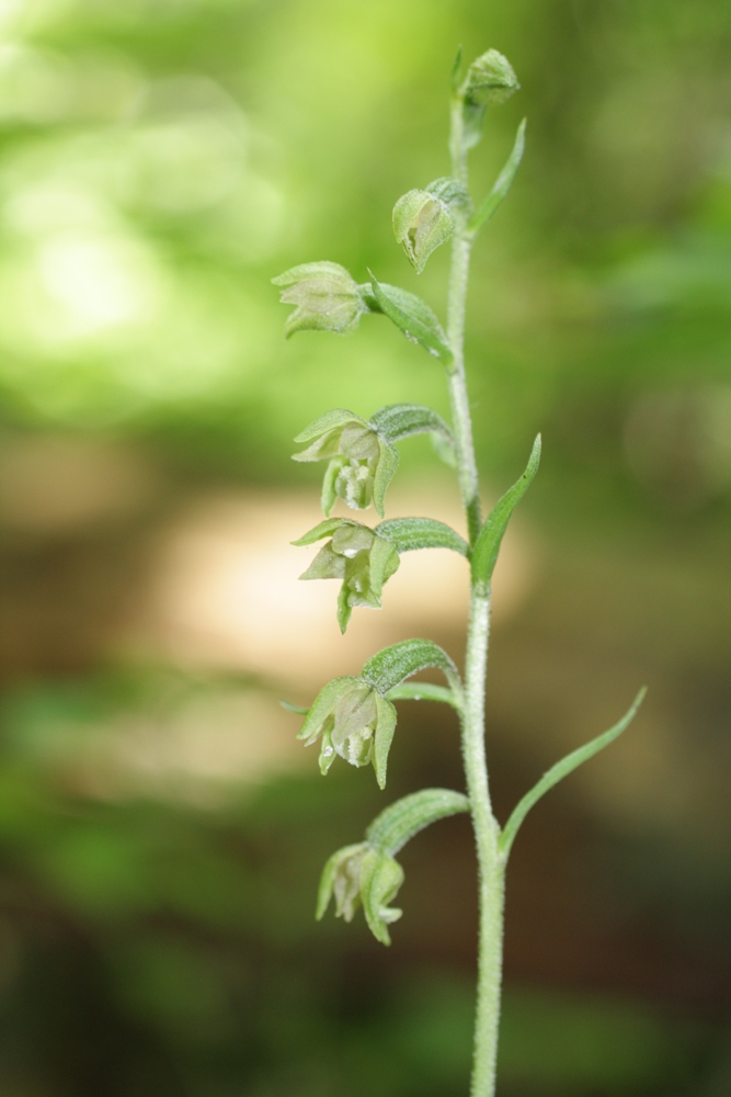 Image of Epipactis microphylla specimen.