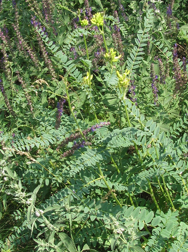 Image of Astragalus ponticus specimen.