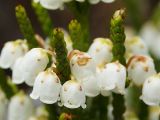 Cassiope redowskii
