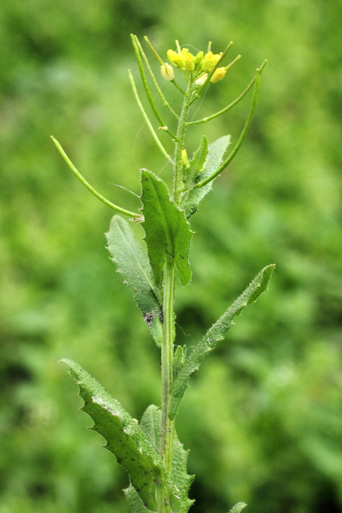 Image of Arabidopsis pumila specimen.