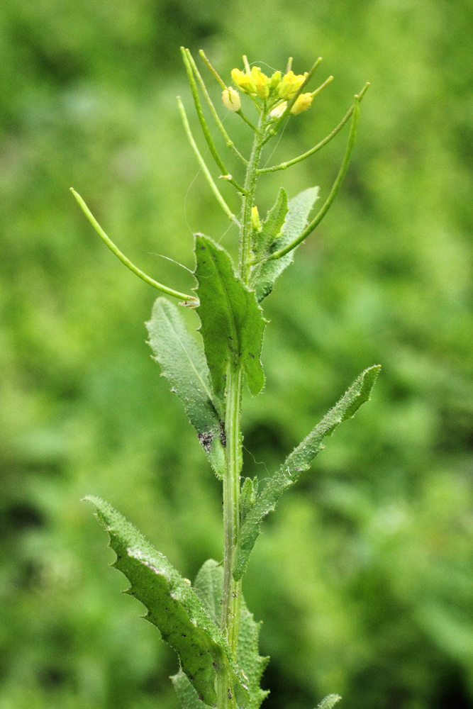 Изображение особи Arabidopsis pumila.