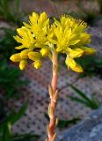 Sedum reflexum