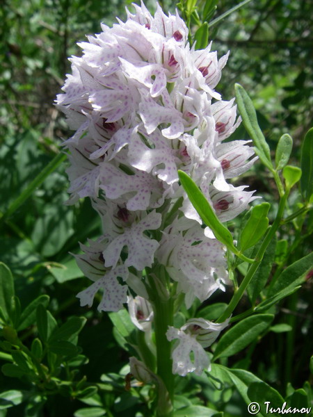Image of Neotinea tridentata specimen.