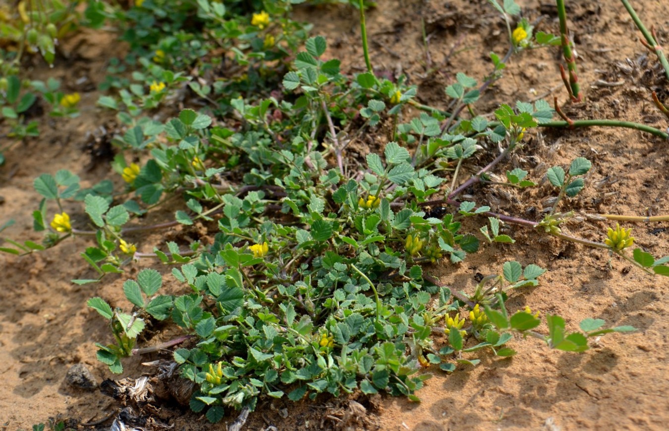 Image of Trigonella arcuata specimen.