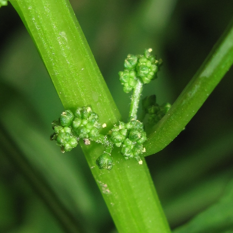 Изображение особи Lipandra polysperma.