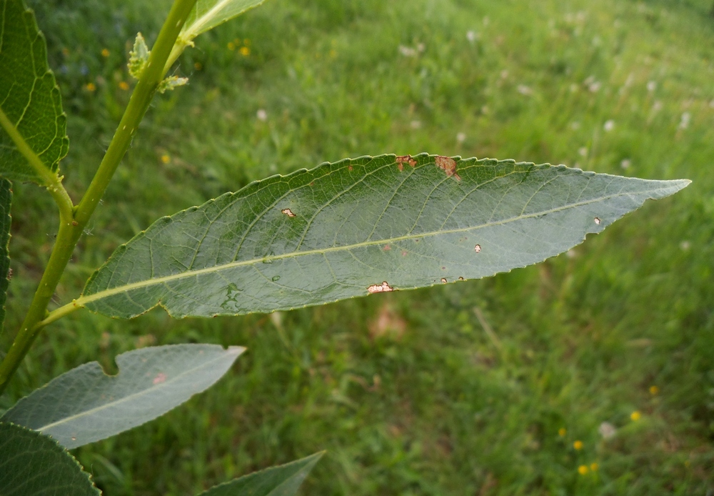 Image of Salix × meyeriana specimen.