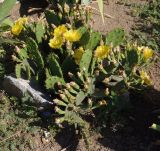 Opuntia humifusa. Цветущее и плодоносящее растение. Украина, г. Запорожье, на клумбе. 02.06.2013.