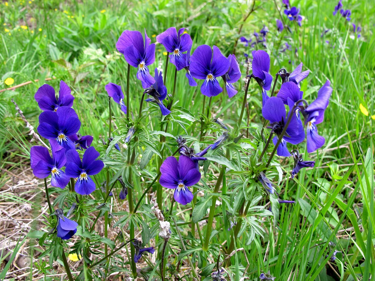 Изображение особи Viola declinata.