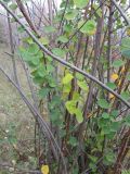 Cotoneaster melanocarpus