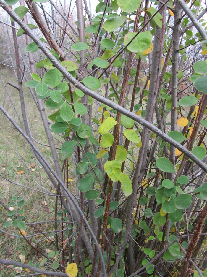Изображение особи Cotoneaster melanocarpus.
