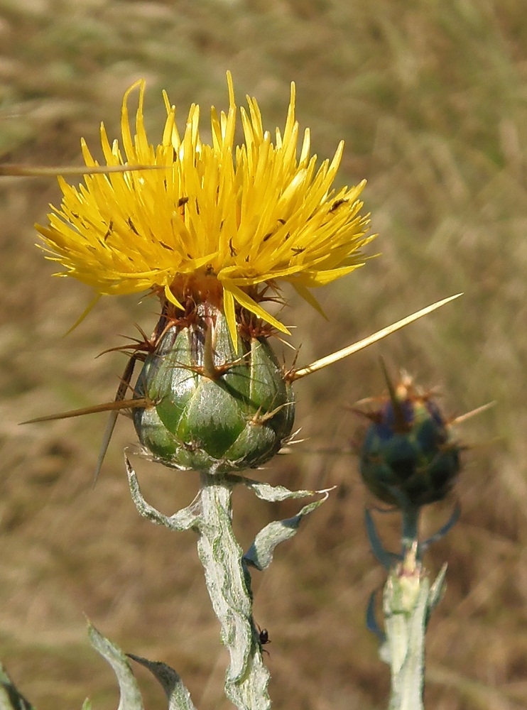 Image of Centaurea solstitialis specimen.