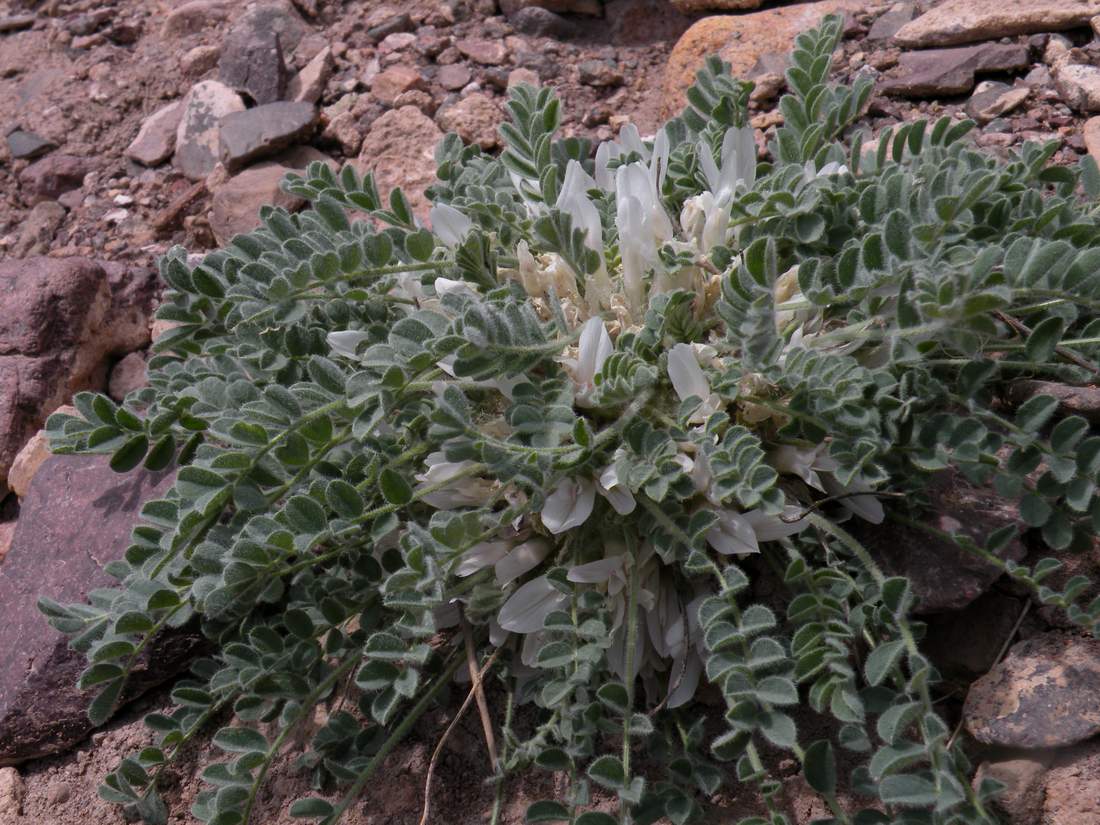 Image of Astragalus hypogaeus specimen.