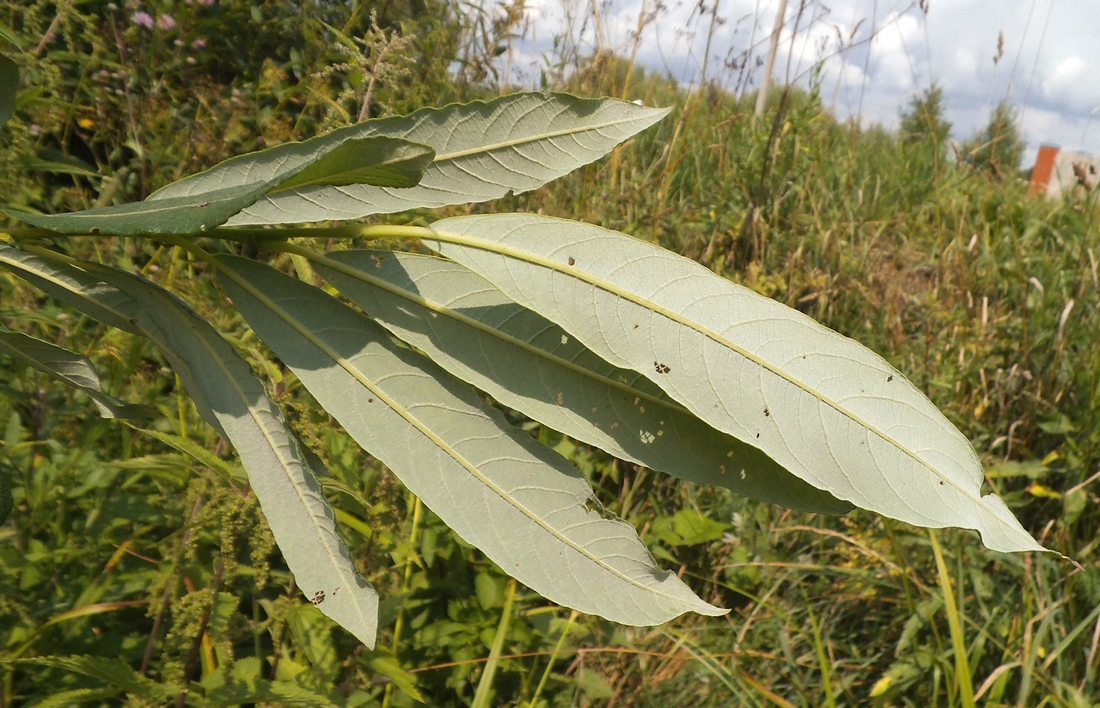 Image of Salix gmelinii specimen.