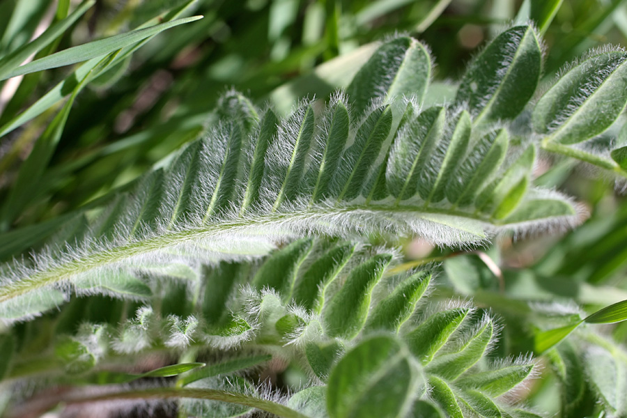 Image of Astragalus anisomerus specimen.