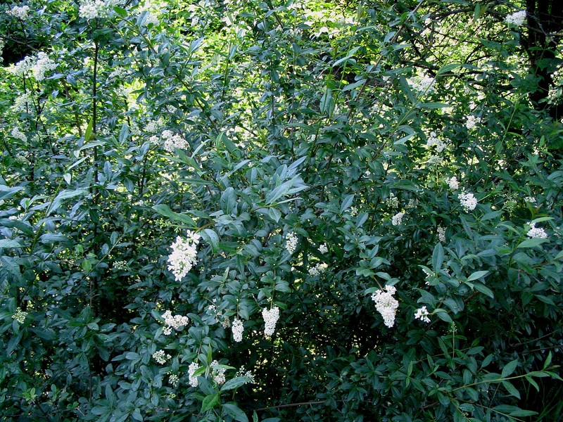 Изображение особи Ligustrum vulgare.