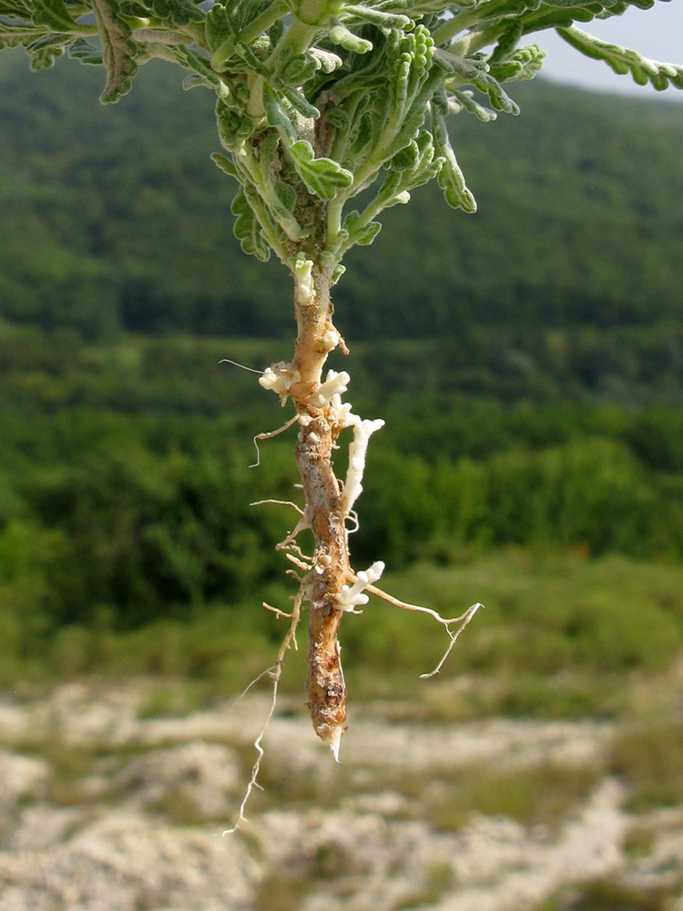 Image of Teucrium capitatum specimen.