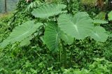 Alocasia odora. Вегетирующее растение. Таиланд, национальный парк Си Пханг-нга. 19.06.2013.