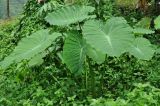 Alocasia odora