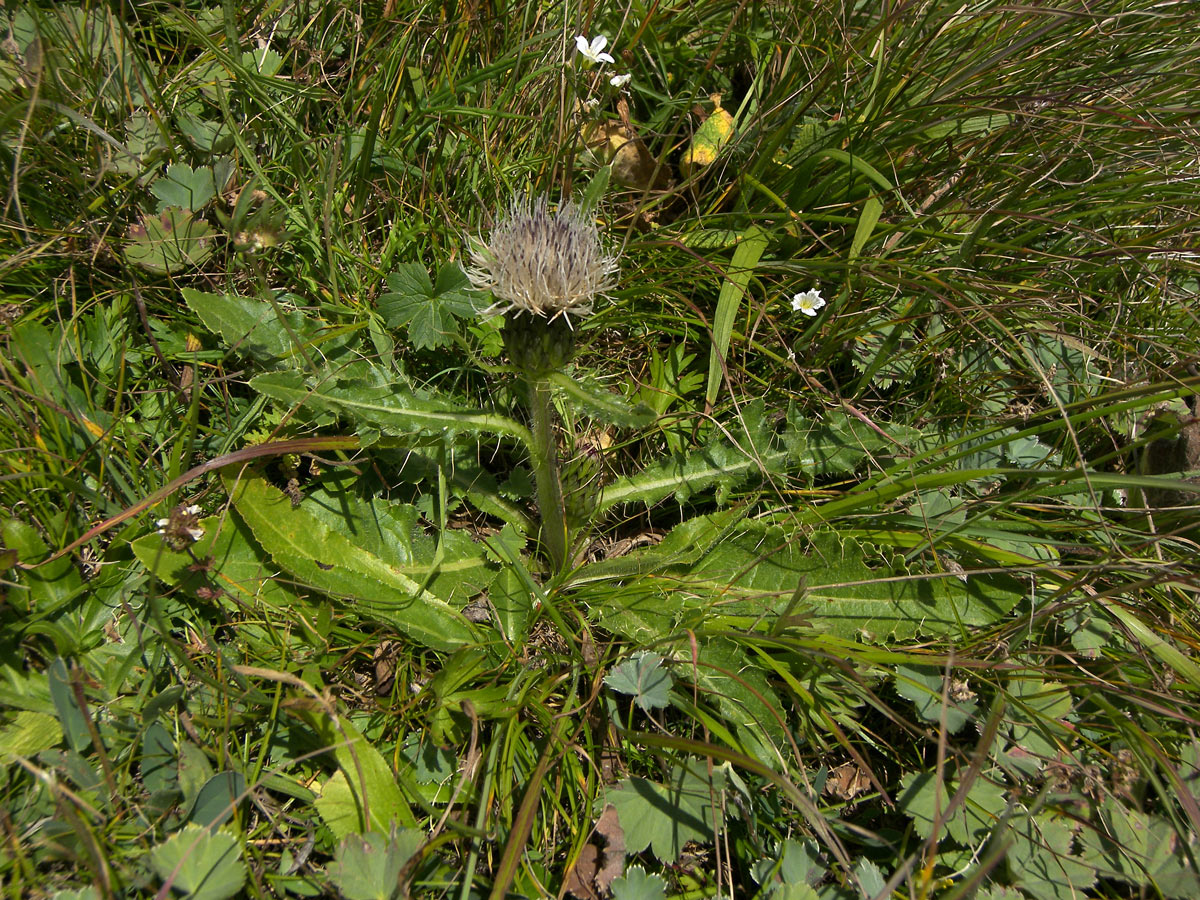 Image of Cirsium rhizocephalum specimen.