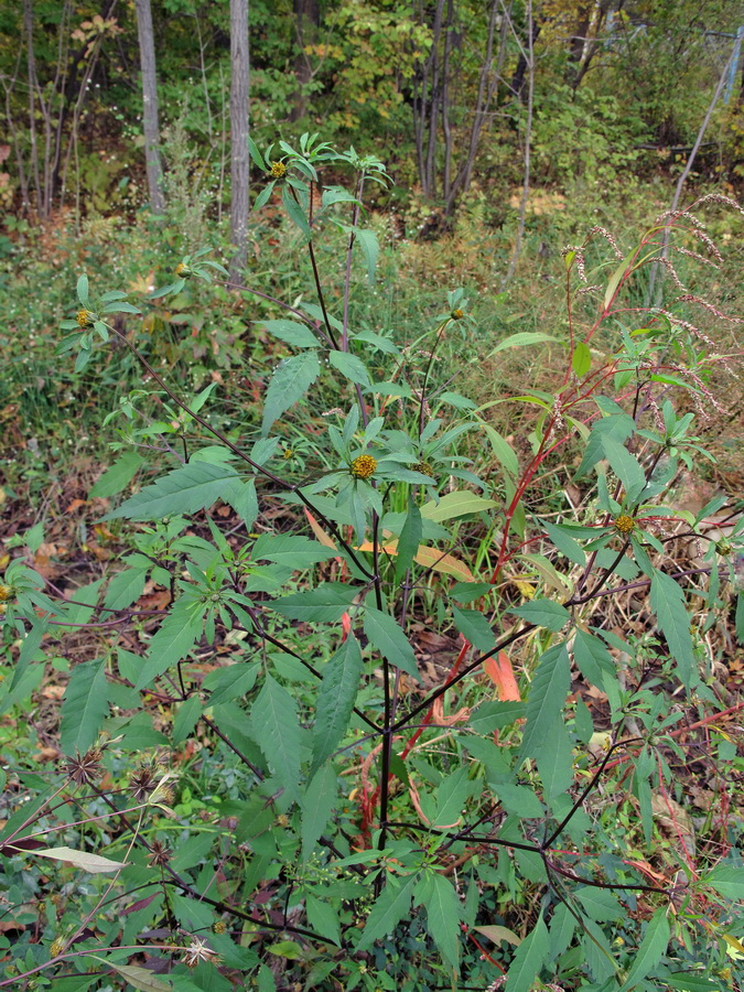 Изображение особи Bidens frondosa.