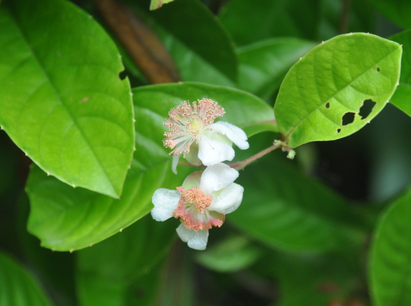 Изображение особи Tetracera indica.