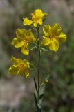 Linum uralense. Верхушка цветущего растения. Башкортостан, Ишимбайский р-н, гора Тратау. 26.05.2013.