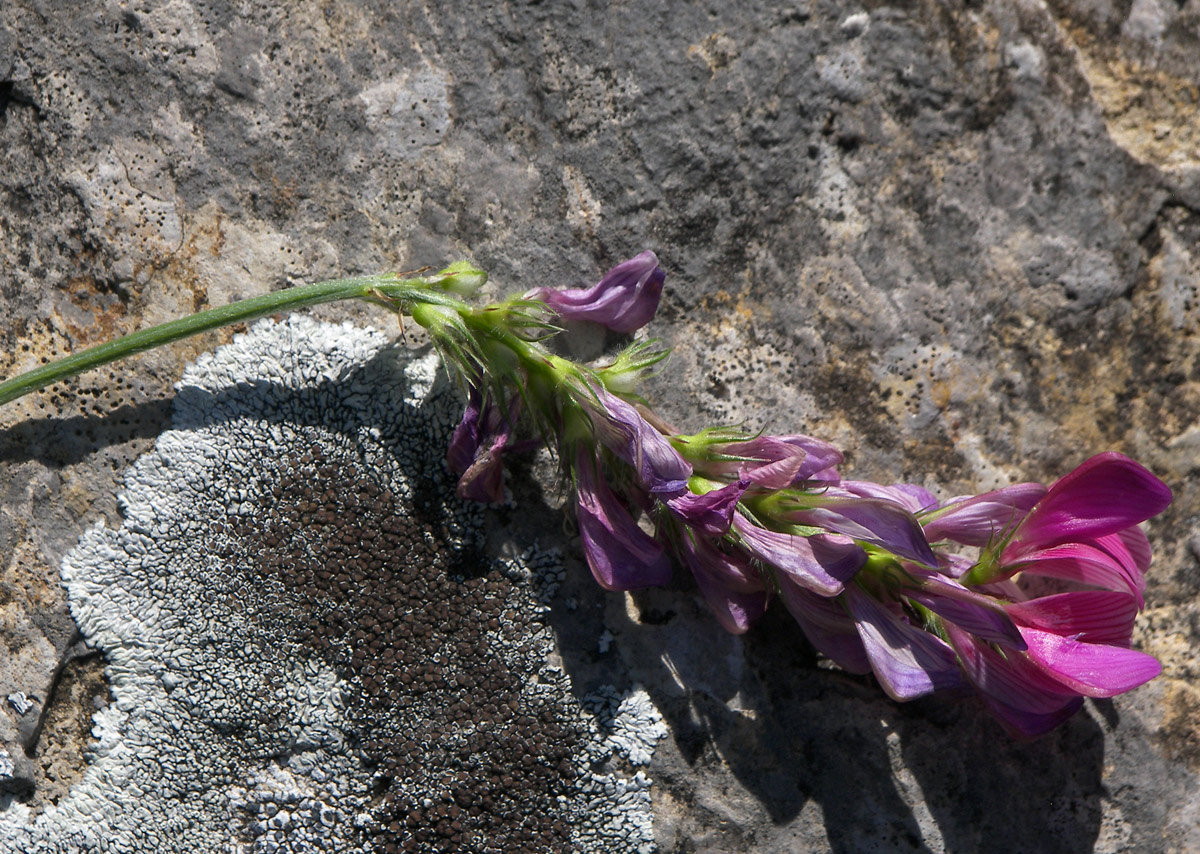 Изображение особи Onobrychis oxytropoides.