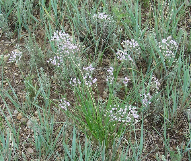 Изображение особи Allium anisopodium.