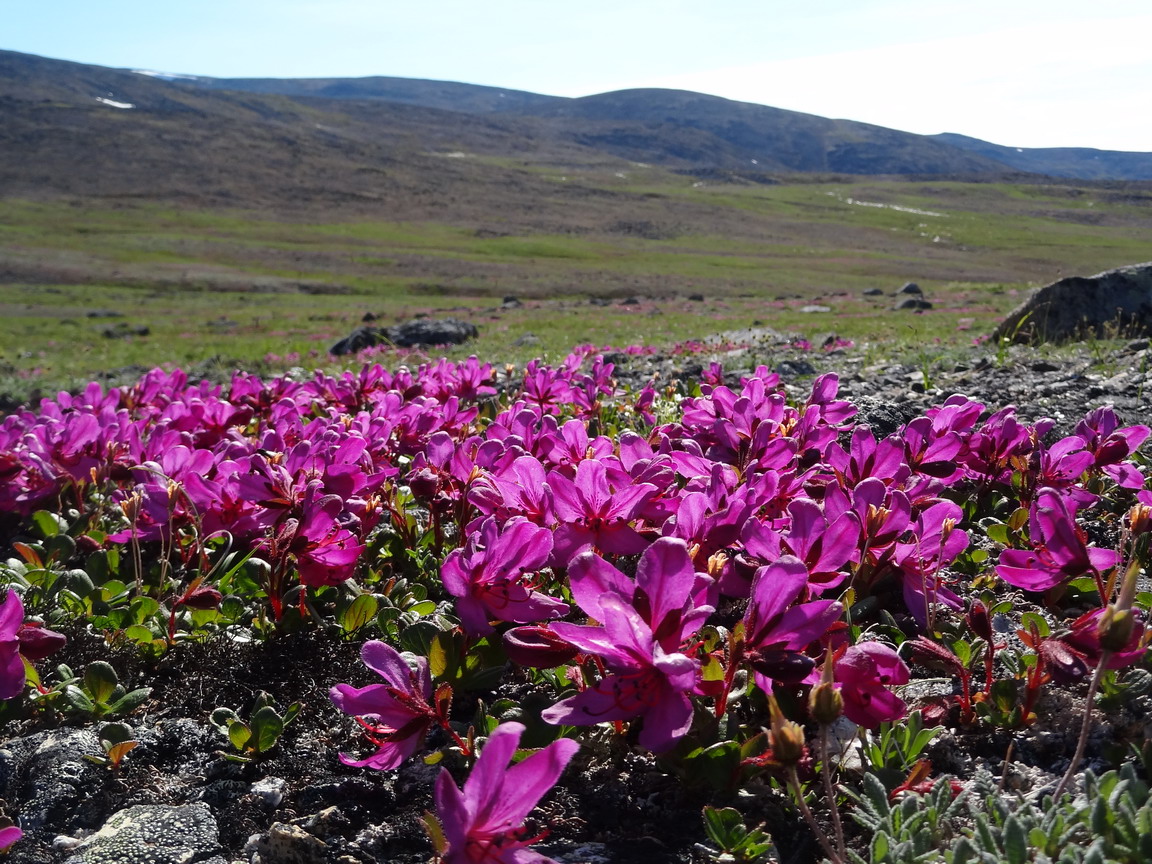 Image of Rhododendron camtschaticum ssp. glandulosum specimen.