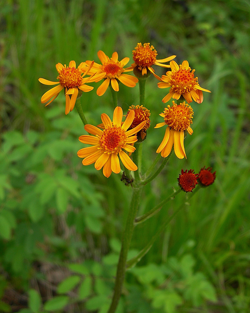 Изображение особи Tephroseris porphyrantha.