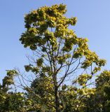 Quercus dentata. Верхняя часть кроны. Германия, г. Дюссельдорф, Ботанический сад университета. 04.09.2013.