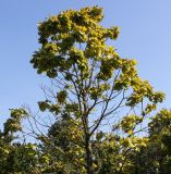 Quercus dentata