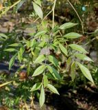 Glycyrrhiza echinata. Верхушка побега. Германия, г. Essen, Grugapark. 29.09.2013.