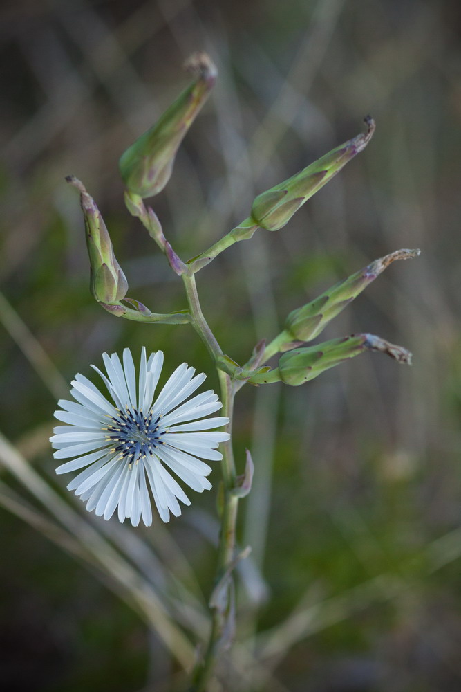 Image of Lactuca tuberosa specimen.