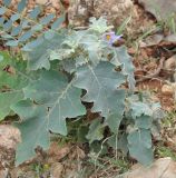 Solanum incanum. Цветущее растение. Сокотра, плато Хомхи. 29.12.2013.